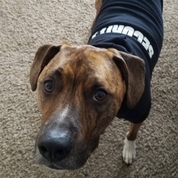 Sammy Dawg Thanks You for Your Purchase 💞 🐶💞 - Picture 4 of 8